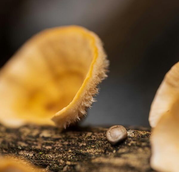 sequencing log for samples